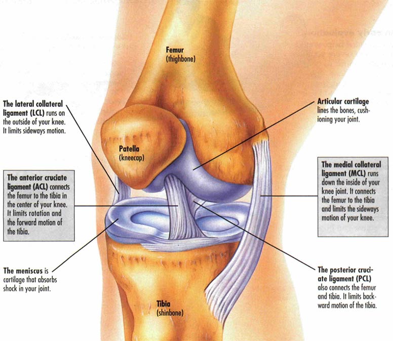 Knee-Ligament-Pain-and-Strains--Meniscus-Tear-and-Pain